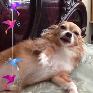 Meet your Posher, Sam